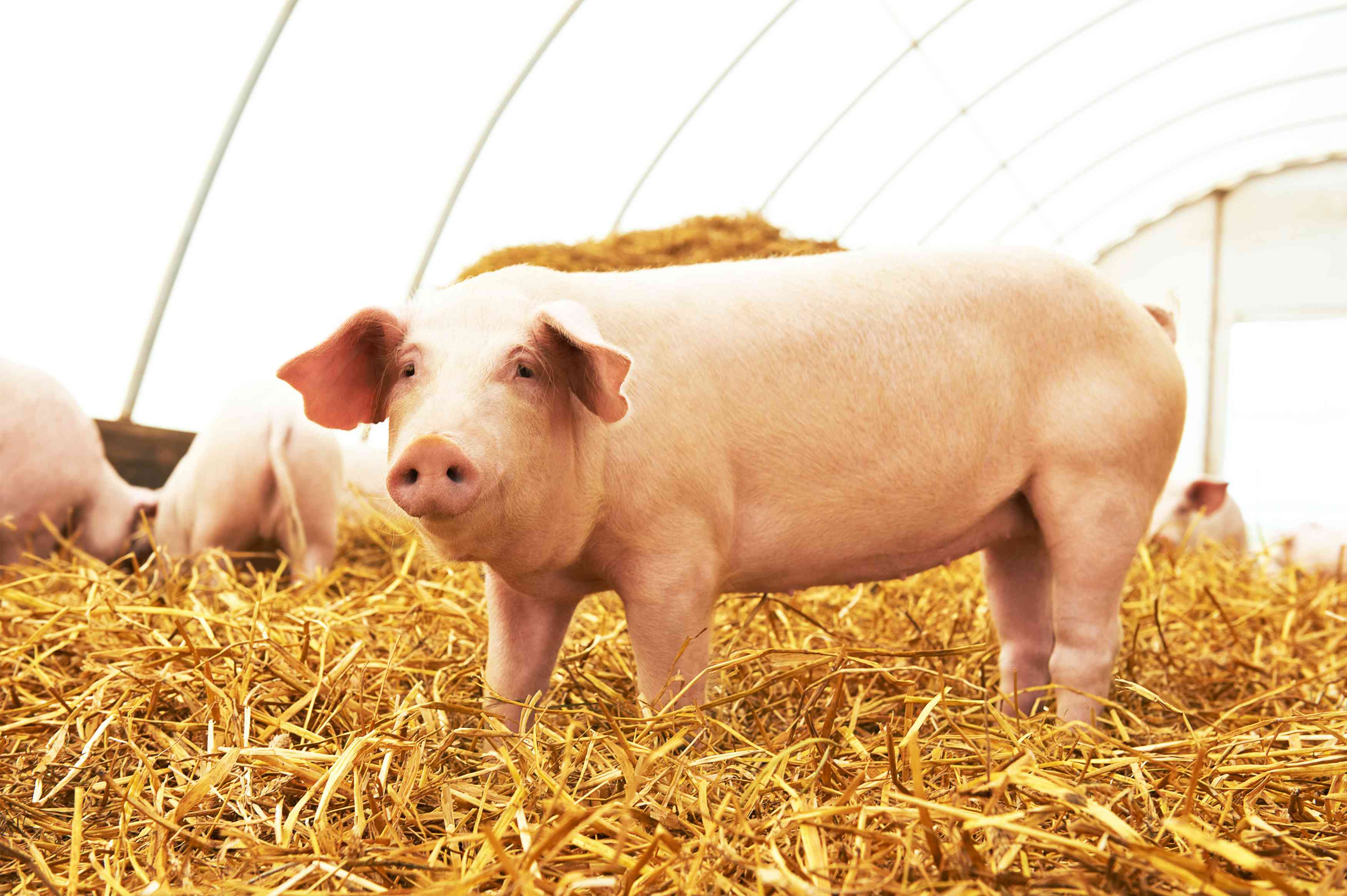 Young piglet at pig breeding farm